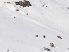 Himalayan brown bear in India.