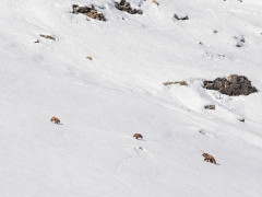 Himalayan brown bear in India.