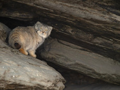 Pallas's cat in India