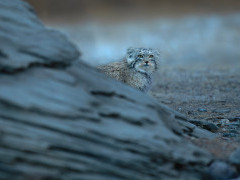 Pallas's cat in India