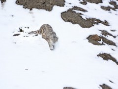 Snow leopard in Ladakh, India