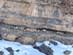 Snow leopard in India.