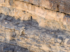 Snow leopard in India.