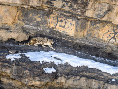 Snow leopard in India.