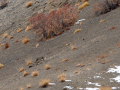 Snow leopard in India.