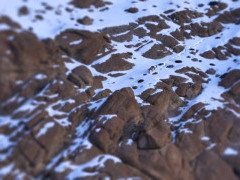 Snow leopard in Ladakh, India.