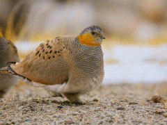 Sandgrouse in India
