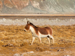 Tibetan wild ass in India