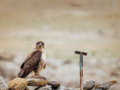 Upland buzzard in India