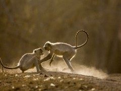 Langur monkey in Bandhavgarh National Park, India.