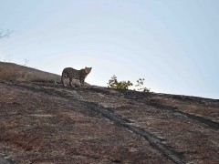 Leopard in India.