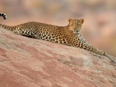 Leopard in India