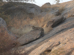 Leopard in India.