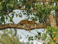 Leopard in India