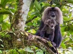 Lion-tailed macaque in India
