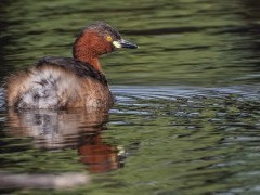 Little grebe in Bharatpur, India.