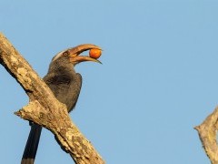 Malabar grey hornbill