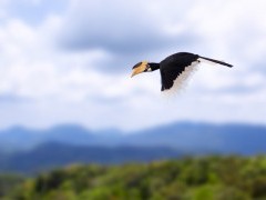 Malabar pied hornbill in India