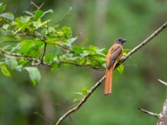 Malabar trogon in India