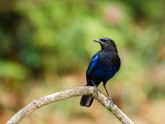 Malabar whistling thrush in India