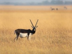 Male blackbuck in India