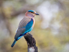 Indian roller in India