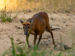 Muntjac deer in India