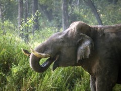 Asian elephant in Nagarhole National Park, India