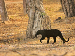 Black leopard in Nagarhole National Park, India.