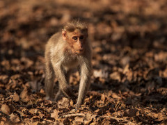 Bonnet macaque in Nagarhole National Park, India.