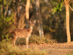 Chital in Nagarhole National Park, India.