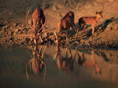 Chital in Nagarhole National Park, India.