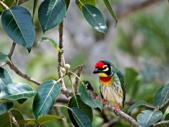 Coppersmith barbet in Nagarhole National Park, India