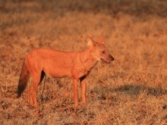 Dhole in Nagarhole National Park, India.