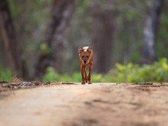 Dhole in Nagarhole National Park, India.