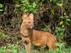 Dhole in Nagarhole National Park, India