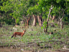 Dhole in Nagarhole National Park, India.