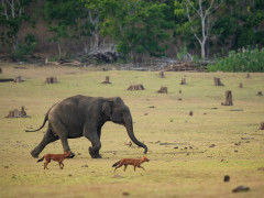Elephant and dhole in Nagarhole National Park, India.