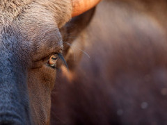 Gaur in Nagarhole National Park, India.