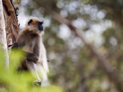 Grey langur in Nagarhole National Park, India.