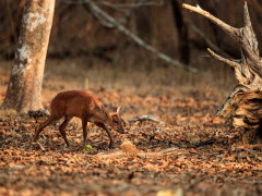 Indian barking deer in Nagarhole National Park, India.