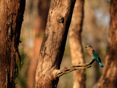 Indian roller in Nagarhole National Park, India.