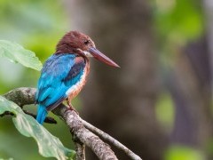 Kingfisher in Nagarhole National Park, India