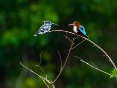 Kingfisher pair in Nagarhole National Park, India