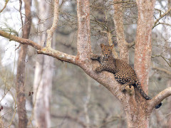 Leopard in Nagarhole National Park, India.