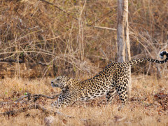 Leopard in Nagarhole National Park, India.