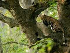 Leopard in Nagarhole National Park, India