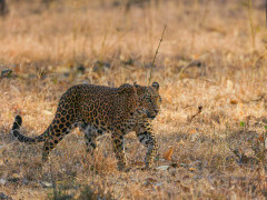 Leopard in Nagarhole National Park, India.