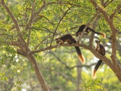 Malabar giant squirrel in Nagarhole National Park, India