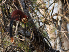 Malabar giant squirrel in Nagarhole National Park, India.